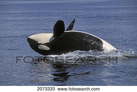 Stock Image - Tk0626, Thomas Kitchin; Orca/Killer Whale. Play Behavior. Haro Strait Between British Columbia & Washington. Summer. Orcinus Orca.. Fotosearch