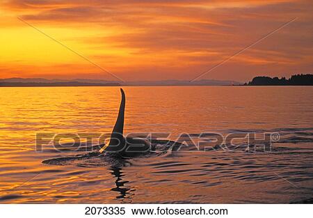 Stock Photography - Tk0628, Thomas Kitchin; Orca/Killer Whale. Johnstone Strait, British Columbia. Canada. Orcinus Orca.. Fotosearch
