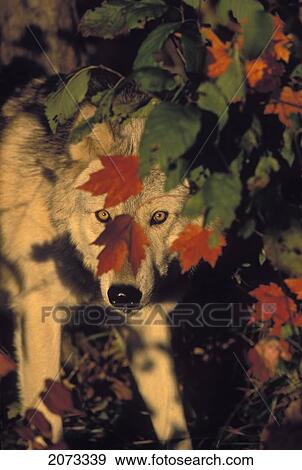 Stock Photo - Tk0639, Thomas Kitchin; Gray Wolf In Maple Leaves. Autumn. Minnesota. Canis Lupus.. Fotosearch