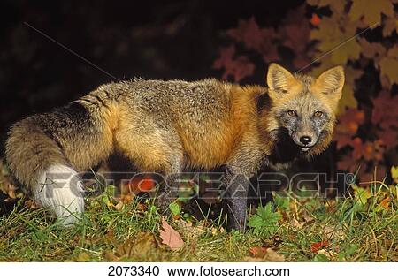 Stock Image - Tk0643, Thomas Kitchin; Red Fox In Autumn Maples. Cross Colour Phase. Minnesota. Vulpes Vulpes.. Fotosearch