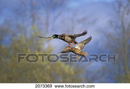 Stock Photo - Tk0717, Thomas Kitchin; Mallard Drake And Hen In Flight. Autumn. North America. Anas Platyrhynchos.. Fotosearch