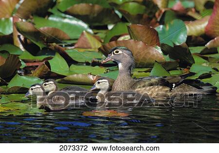 Stock Image - Tk0719, Thomas Kitchin; Wood Duck Hen And Chicks. Chicks 2 Weeks Old. Coastal British Columbia, Canada. Spring. Aix Sponsa.. Fotosearch