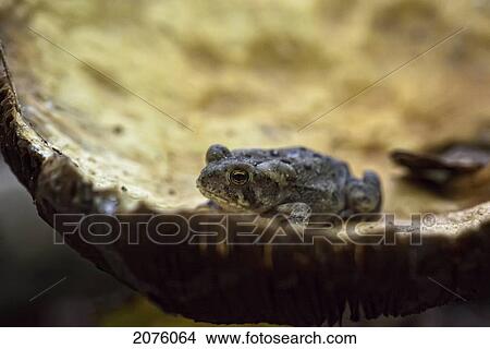 Toad Sitting On A Mushroom; Ontario Canada View Large Photo Image Picture - Toad Sitting On A Mushroom; Ontario Canada. Fotosearch