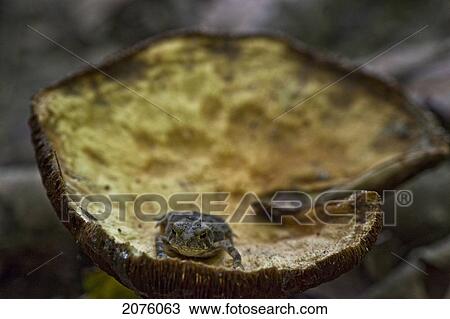 Toad Sitting On A Mushroom; Ontario Canada View Large Photo Image Stock Image - Toad Sitting On A Mushroom; Ontario Canada. Fotosearch