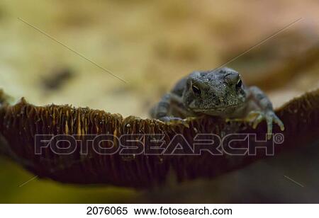 Toad Sitting On A Mushroom; Ontario Canada View Large Photo Image Stock Photography - Toad Sitting On A Mushroom; Ontario Canada. Fotosearch