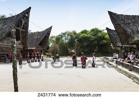 Picture - Toba Batak people performing a traditional Batak dance and water buffalo at Huta Bolon Museum in Simanindo village on Samosir Island, Lake Toba, North Sumatra, Indonesia. Fotosearch