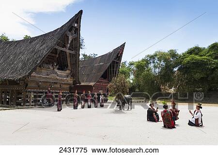 Stock Photography - Toba Batak people performing a traditional Batak dance and water buffalo at Huta Bolon Museum in Simanindo village on Samosir Island, Lake Toba, North Sumatra, Indonesia. Fotosearch