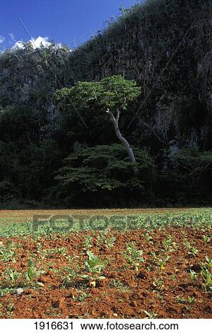 Tobacco Plants View Large Photo Image Stock Image - Tobacco Plants. Fotosearch