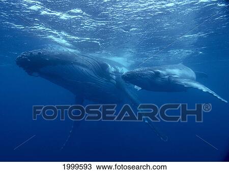 Stock Image - Tonga, Humpback Whale (Megaptera Novaeangliae) Close-Up Mother And Calf Near Surface, C2016. Fotosearch