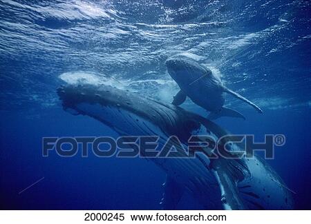 Stock Photography - Tonga, Humpback Whale (Megaptera Novaeangliae) Close-Up Mother And Calf Near Surface D1943. Fotosearch