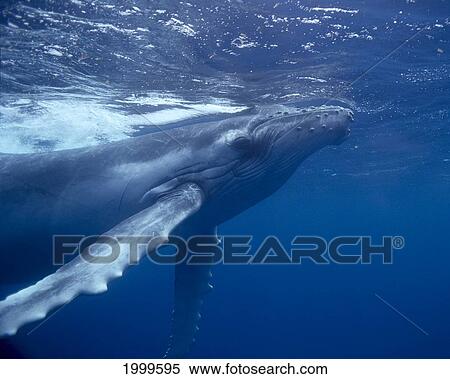 Tonga, Humpback Whale Side View Close-Up, Near Surface (Megaptera Novaeangliae) C2021 View Large Photo Image Stock Photography - Tonga, Humpback Whale Side View Close-Up, Near Surface (Megaptera Novaeangliae) C2021. Fotosearch