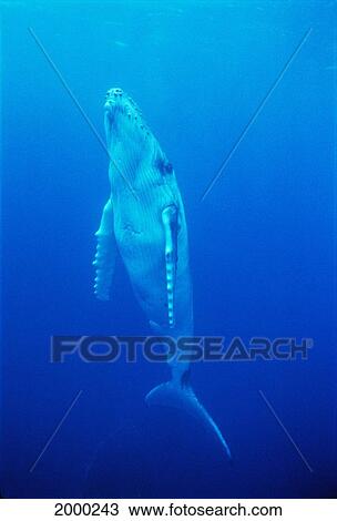 Tonga, Southern Humpback Whale (Megaptera Novaeangliae) Vertical In Water D1965 View Large Photo Image Stock Image - Tonga, Southern Humpback Whale (Megaptera Novaeangliae) Vertical In Water D1965. Fotosearch