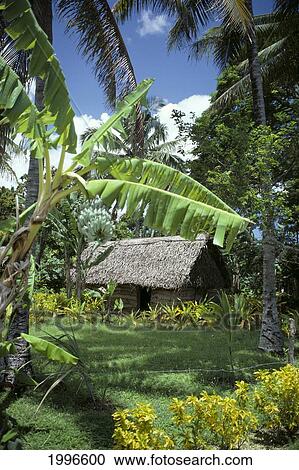 Stock Image - Tonga, Thatched Hut Home Surrounded With Greenery A67F. Fotosearch