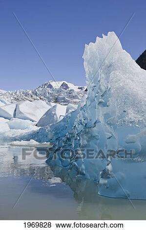 Tongass Forest, Alaska, Recently Calved From The Terminus Of Mendenhall Glacier In Mendenhall Lake, An Iceberg Reveals The Blue Ice Glaciers Are So Well Known For. View Large Photo Image Stock Photo - Tongass Forest, Alaska, Recently Calved From The Terminus Of Mendenhall Glacier In Mendenhall Lake, An Iceberg Reveals The Blue Ice Glaciers Are So Well Known For.. Fotosearch