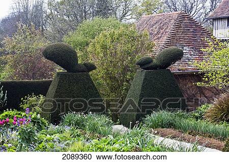 Stock Image - Topiary Shaped Like Squirrels In A Yard; Sussex, England. Fotosearch