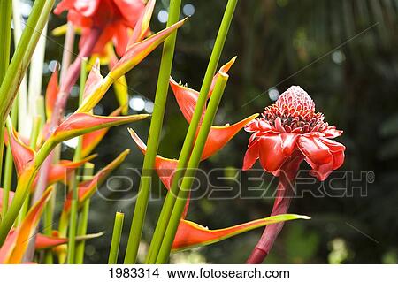 Torch Ginger flower growing near Heliconia View Large Photo Image Picture - Torch Ginger flower growing near Heliconia. Fotosearch