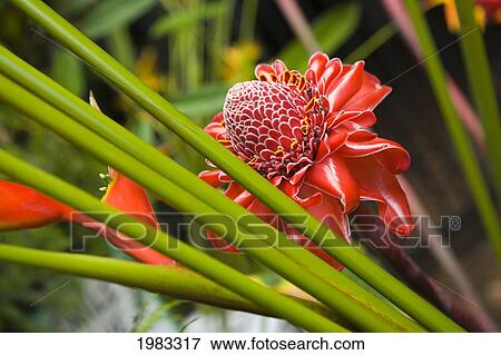 Stock Photo - Torch Ginger Flower Growing Near Heliconia.. Fotosearch