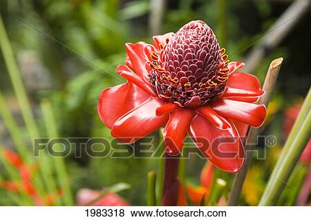 Torch Ginger flower growing near Heliconia View Large Photo Image Stock Photo - Torch Ginger flower growing near Heliconia. Fotosearch