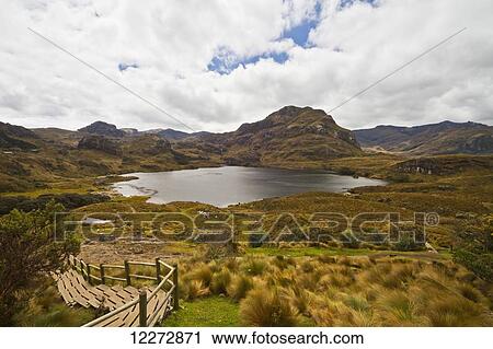 Stock Image - Toreadora lagoon, Cajas National Park, Azuay, Ecuador. Fotosearch