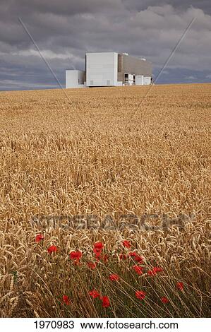 Stock Image - Torness Nuclear Power Station With A Wheat Field In The Foreground; Lothian Scotland. Fotosearch