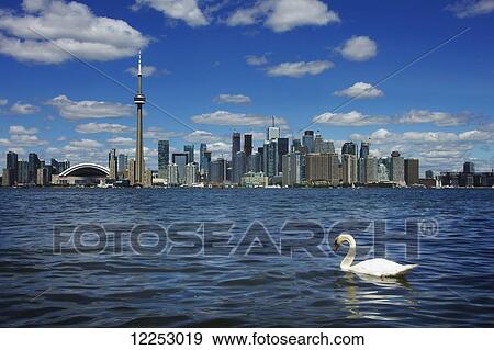 Stock Photo - Toronto skyline with swan swimming in foreground in Lake Ontario; Toronto, Ontario, Canada. Fotosearch