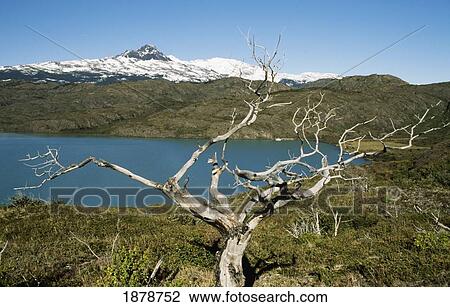Torres Del Paine National Park View Large Photo Image Stock Image - Torres Del Paine National Park. Fotosearch