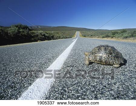 Stock Photo - Tortoise Crossing Road In The Little Karoo Near Barrydale, Western Cape, South Africa.. Fotosearch