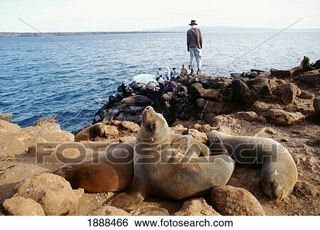 Tourist And Sea Lions On Rocks, North Seymour View Large Photo Image Stock Photograph - Tourist And Sea Lions On Rocks, North Seymour. Fotosearch