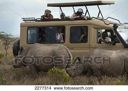 Picture - Tourist car with Southern White Rhinos beside it, Ol Pejeta Conservancy; Kenya. Fotosearch