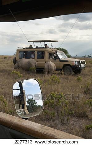 Stock Image - Tourist car with Southern White Rhinos beside it, Ol Pejeta Conservancy; Kenya. Fotosearch