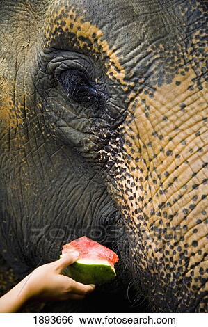 Stock Photograph - Tourist Feeding Elephant At Kuala Gandah, Elephant Conservation Centre. Fotosearch