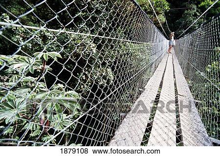 Tourist On A Skywalk In A Rainforest View Large Photo Image Stock Photo - Tourist On A Skywalk In A Rainforest. Fotosearch