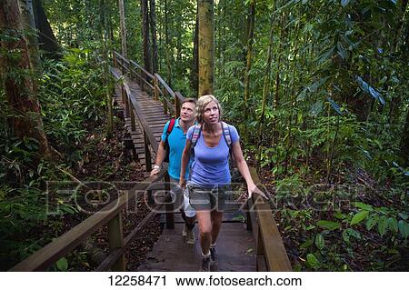 Tourist on canopy walk at Ulu Temburong National Park; Brunei View Large Photo Image Stock Image - Tourist on canopy walk at Ulu Temburong National Park; Brunei. Fotosearch