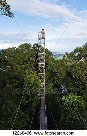 Tourist on lookout on jungle canopy walk at Ulu Temburong National Park; Brunei View Large Photo Image Stock Photograph - Tourist on lookout on jungle canopy walk at Ulu Temburong National Park; Brunei. Fotosearch