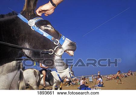 Stock Image - Tourist Petting Donkey On Beach. Fotosearch
