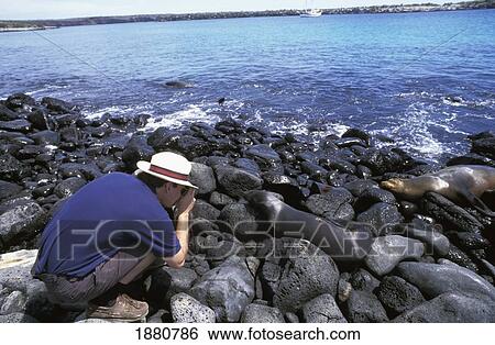 Tourist Photographing Sea Lions On Rocks View Large Photo Image Stock Photograph - Tourist Photographing Sea Lions On Rocks. Fotosearch