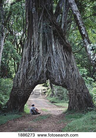 Stock Image - Tourist Resting Beneath Fig Tree Arch On Mt Meru. Fotosearch