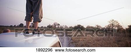 Tourist Standing On Pick-Up Truck Roof And Watching Elephant Blocking Road View Large Photo Image Stock Photograph - Tourist Standing On Pick-Up Truck Roof And Watching Elephant Blocking Road. Fotosearch