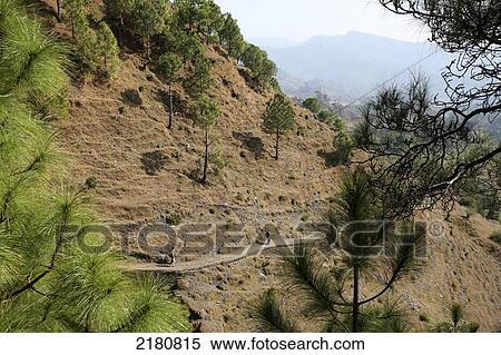 Tourist trekking in the Himalayas; India View Large Photo Image Stock Photography - Tourist trekking in the Himalayas; India. Fotosearch