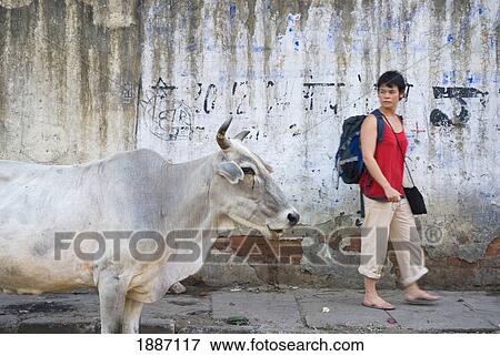 Stock Photo - Tourist With Backpack Walking Past Cow On The Streets Of Delhi. Fotosearch
