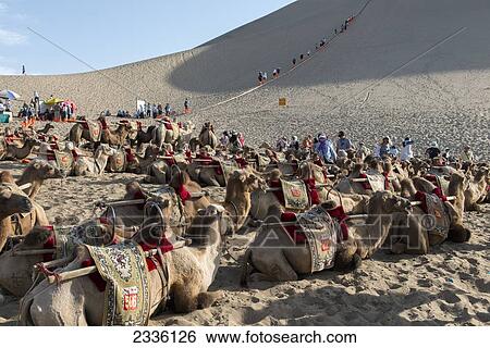 Tourists And Camels At The Bottom Of Singing Sand Mountain; Jiuquan, Gansu, China View Large Photo Image Stock Photograph - Tourists And Camels At The Bottom Of Singing Sand Mountain; Jiuquan, Gansu, China. Fotosearch