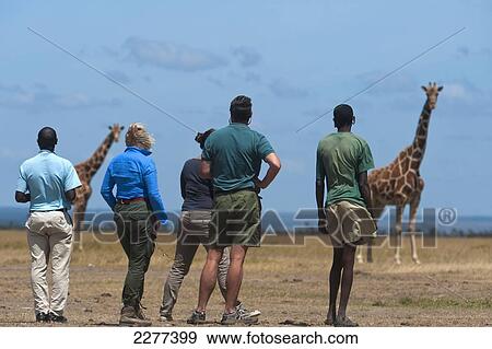 Stock Photo - Tourists and guides watching giraffes on walking safari, Ol Pejeta Conservancy; Kenya. Fotosearch