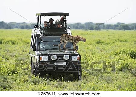Stock Image - Tourists are thrilled by a close up view of a cheetah that has jumped up on their safari vehicle to get a better view of the grasslands near Ndutu in Ngorongoro Crater; Tanzania. Fotosearch