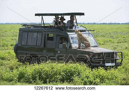 Tourists are thrilled by a close up view of a cheetah that has jumped up on their safari vehicle to get a better view of the grasslands near Ndutu in Ngorongoro Crater; Tanzania View Large Photo Image Stock Image - Tourists are thrilled by a close up view of a cheetah that has jumped up on their safari vehicle to get a better view of the grasslands near Ndutu in Ngorongoro Crater; Tanzania. Fotosearch