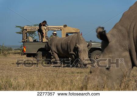 Stock Photo - Tourists in 4x4 looking at Great Northern White Rhinos in special enclosure, Ol Pejeta Conservancy; Kenya. Fotosearch