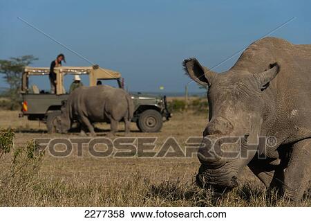 Tourists in 4x4 looking at Great Northern White Rhinos in special enclosure, Ol Pejeta Conservancy; Kenya View Large Photo Image Stock Photo - Tourists in 4x4 looking at Great Northern White Rhinos in special enclosure, Ol Pejeta Conservancy; Kenya. Fotosearch