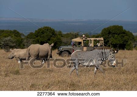 Picture - Tourists in 4x4 looking at Southern White Rhino with baby and Grevy's Zebra in special enclosure, Ol Pejeta Conservancy; Kenya. Fotosearch