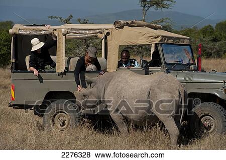 Stock Photo - Tourists in 4x4 looking at Southern White Rhino in special rhino sanctuary, Ol Pejeta Conservancy; Kenya. Fotosearch