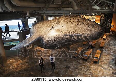 Stock Photography - Tourists in an aquarium with a hanging fish sculpture; California, United States of America. Fotosearch