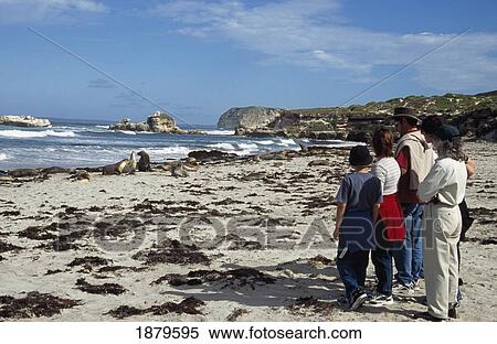 Stock Photography - Tourists Looking At Seals. Fotosearch